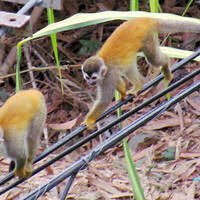 Two Spider Monkeys play monkey see, monkey do on a power line. Photo by Eric F. Frazier