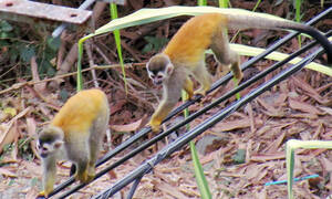 Two Spider Monkeys play monkey see, monkey do on a power line. Photo by Eric F. Frazier