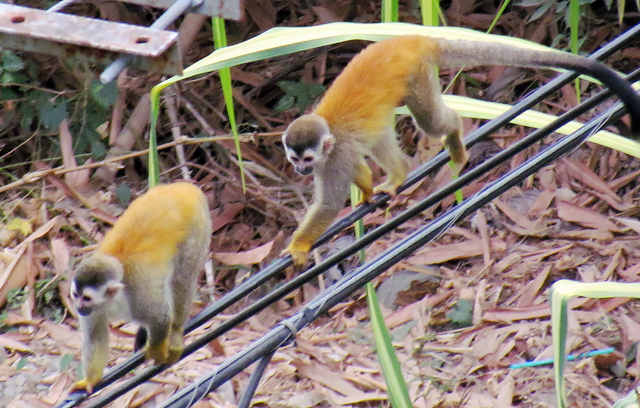 Two Spider Monkeys play monkey see, monkey do on a power line. Humans play monkey see, monkey do online, through social media.Photo by Eric F. Frazier