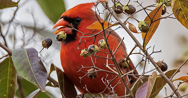 Picky Bird Picky Eaters - Eric F. Frazier