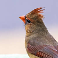 Female Cardinal Shows Off Her Crest