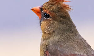 Female Cardinal Shows Off Her Crest