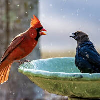 cowbirds vs cardinals