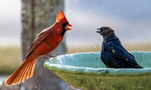 cowbirds vs cardinals