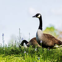 Canada geese forage