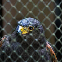 Rescued birds must endure captivity by learning not to fly