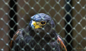 Rescued birds must endure captivity by learning not to fly