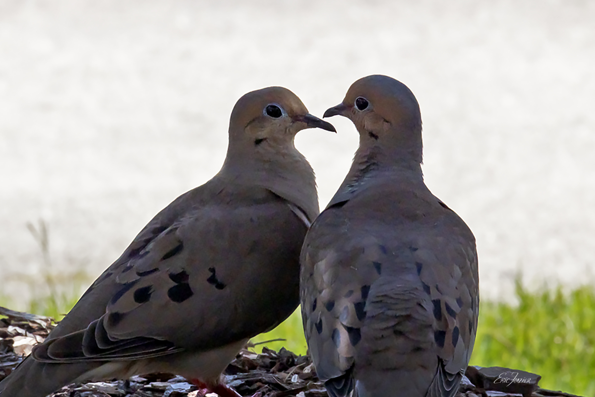 Doves in love can get frisky