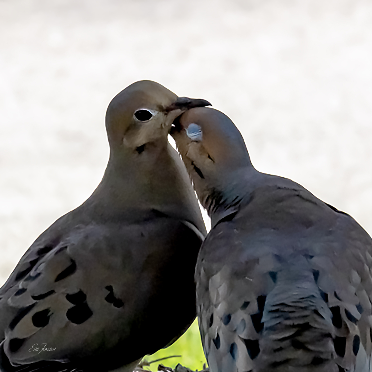 Doves in love can get frisky