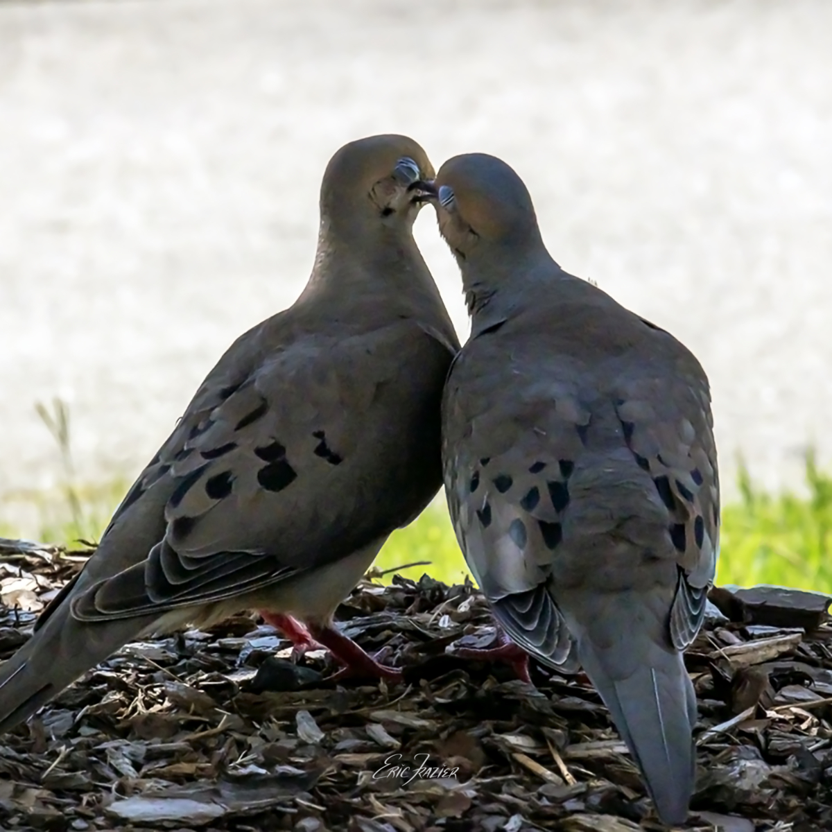 Doves in love can get frisky