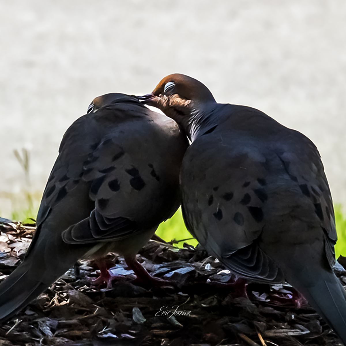 Doves in love can get frisky