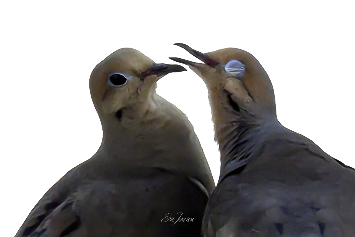Doves in love can get frisky