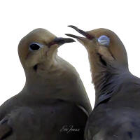 Doves in love can get frisky