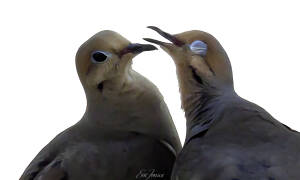 Doves in love can get frisky