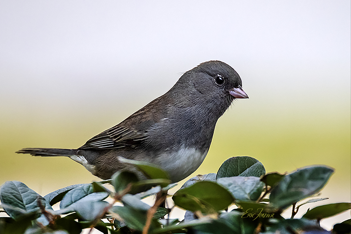 What is behind the junco's dark eyes?