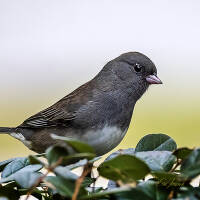 What is behind the junco's dark eyes?