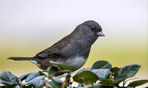 What is behind the junco's dark eyes?