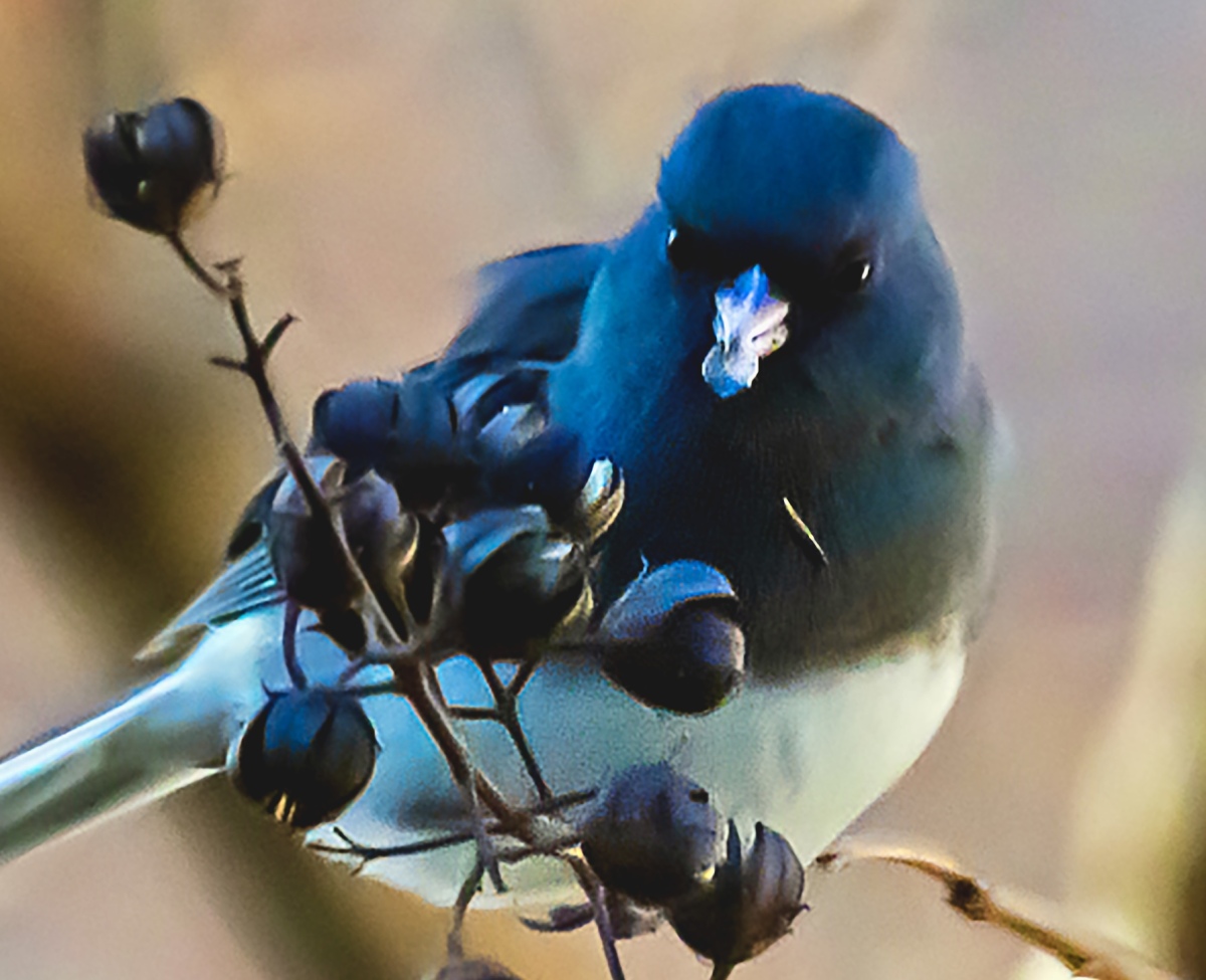 What is behind the junco's dark eyes?