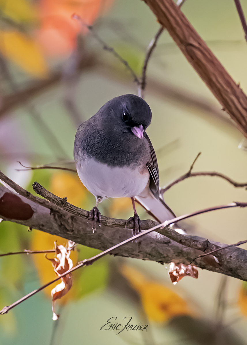 What is behind the junco's dark eyes?