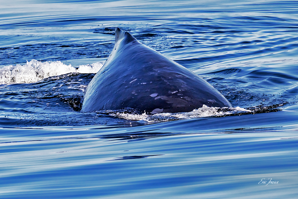 As this juvenile Humpback whale begins a dive facing our boat, you get a sense of its massive girth.