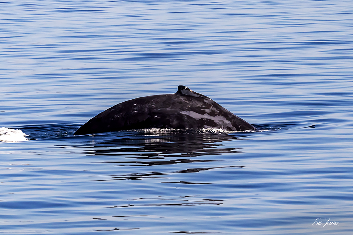 The distinctive hump with pectoral fin appears as the humpback whale arches its back to dive.