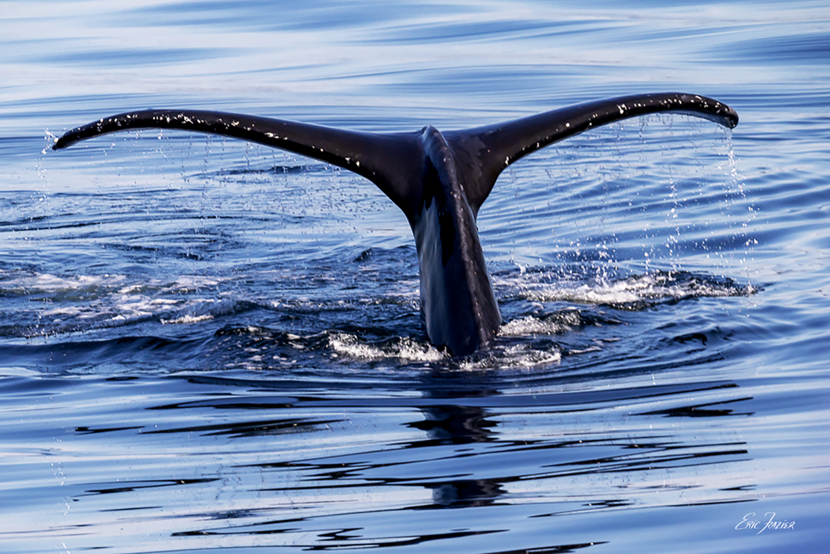 A juvenile Humpback whale raises its fluke in the air as it dives beneath the surface.