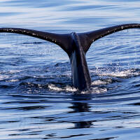 A juvenile Humpback whale raises its fluke in the air as it dives beneath the surface.