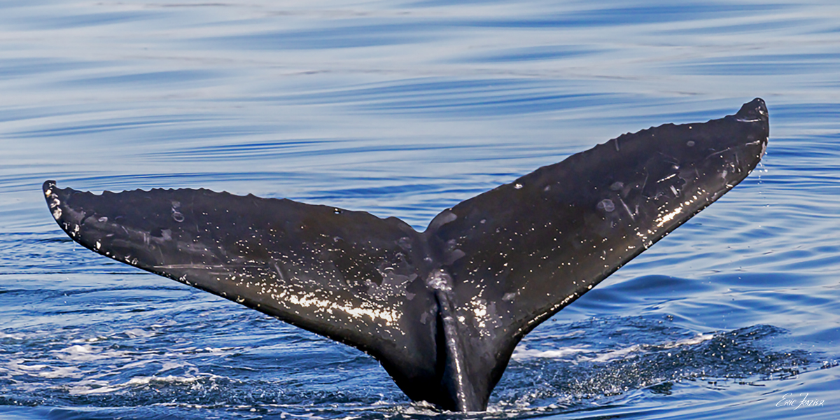 This juvenile Humpback whale appears to have a perfectly round hole in the left lobe of its tail near the trailing edge. What could cause such a clean perforation?
