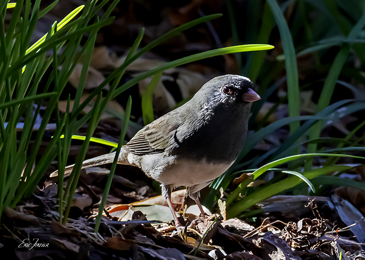 What's behind the junco's dark eyes?
