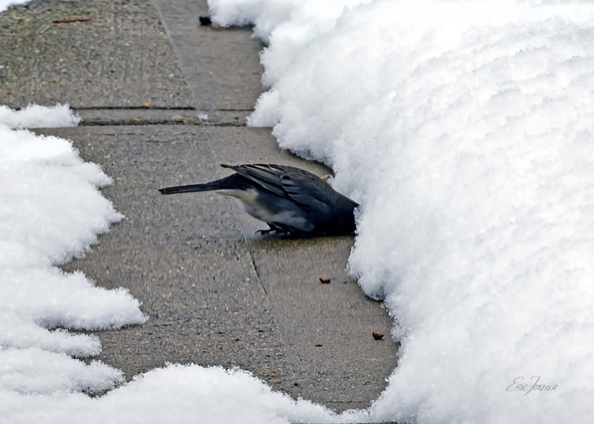 What is behind the junco's dark eyes?
