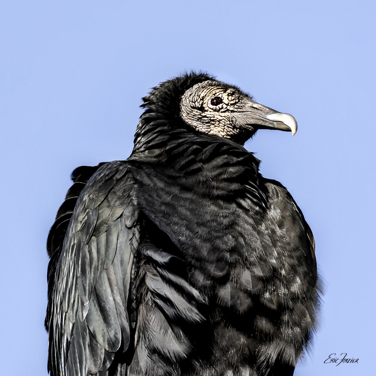 One of our winter birds, a black vulture sits on a lamppost in bright sun and gusty wind.