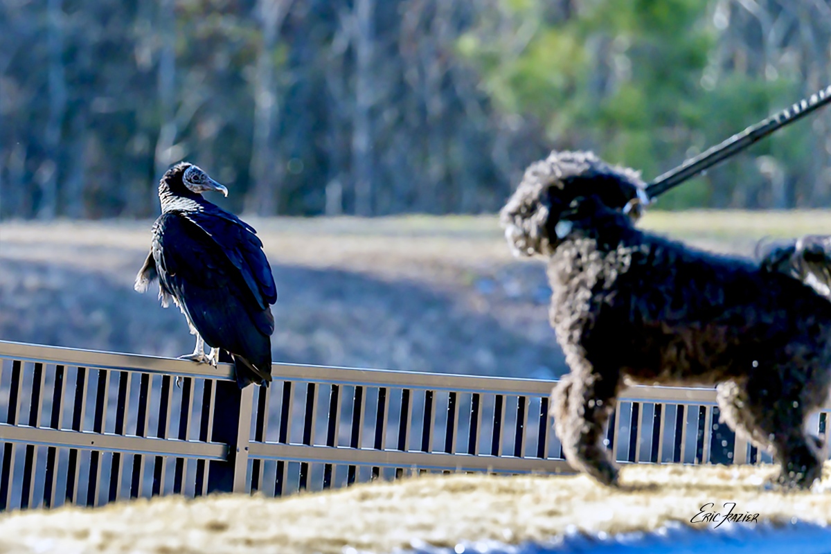 One of our winter birds, this black vulture perched on a fence remains still even as a lively dog approaches.