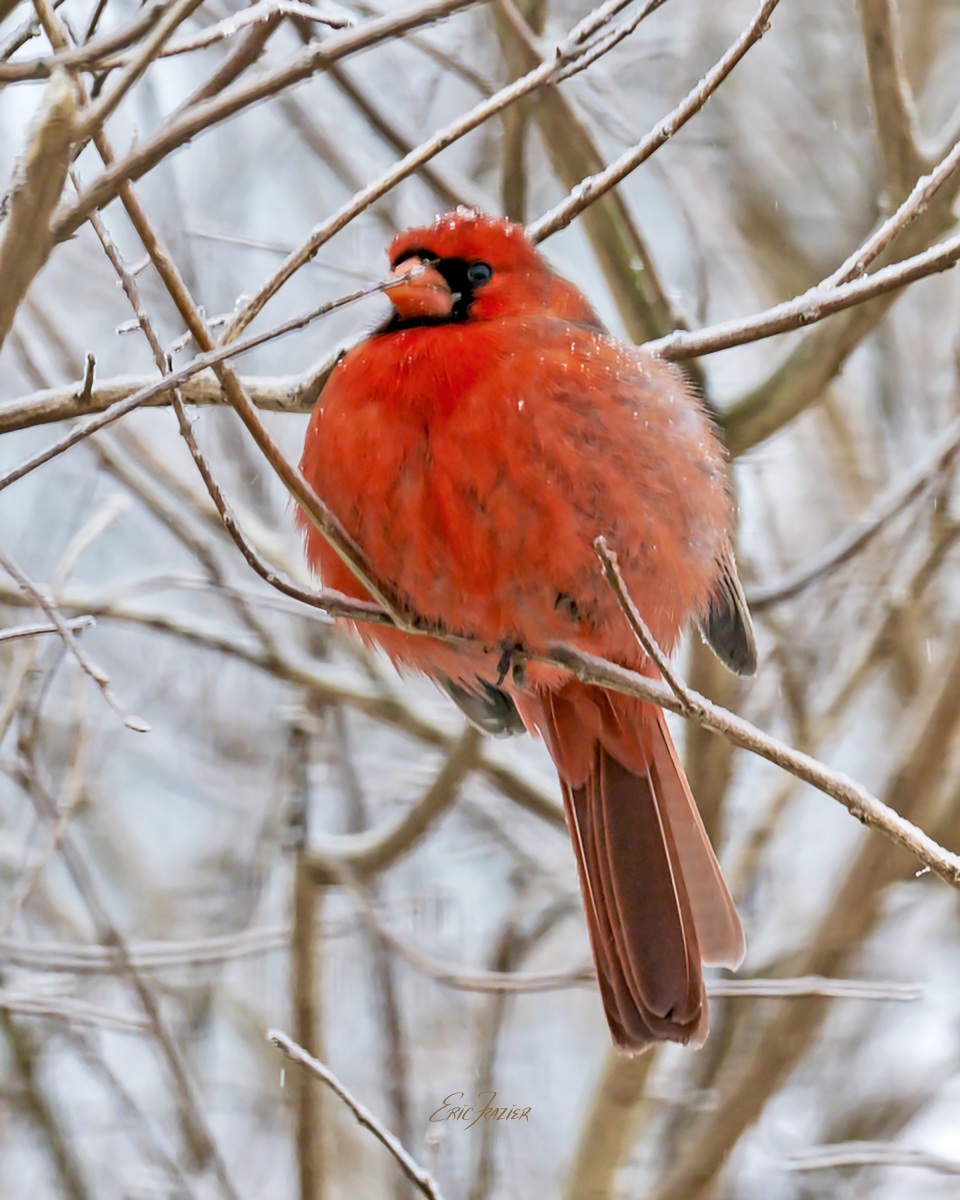 One of our winter birds, this male Northern Cardinal is puffed up to the max to stay warm.