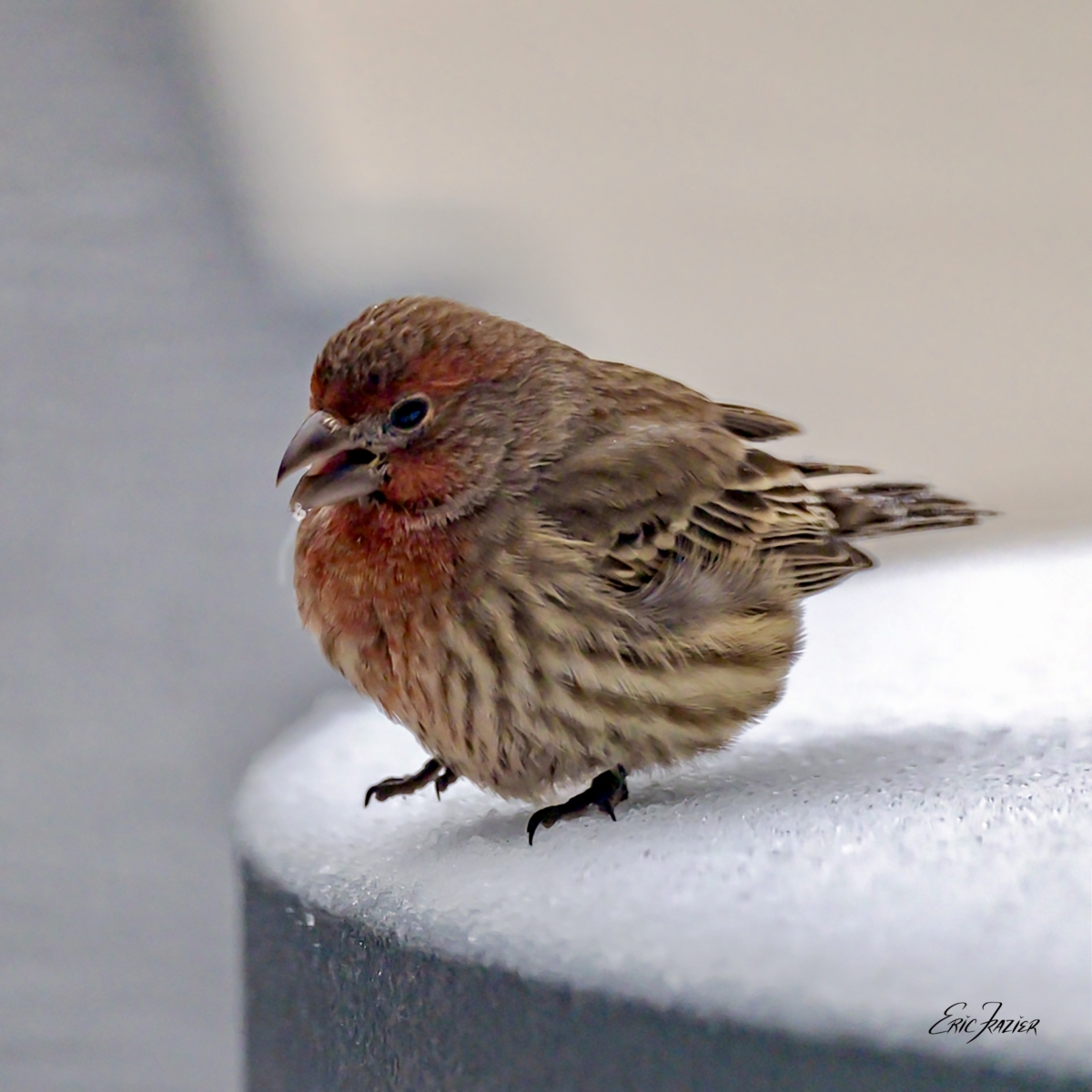 One of our winter birds, this house finch explored our patio table covered with snow.