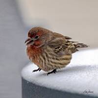 One of our winter birds, this house finch explored our patio table covered with snow.