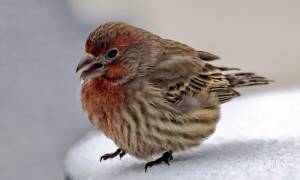 One of our winter birds, this house finch explored our patio table covered with snow.