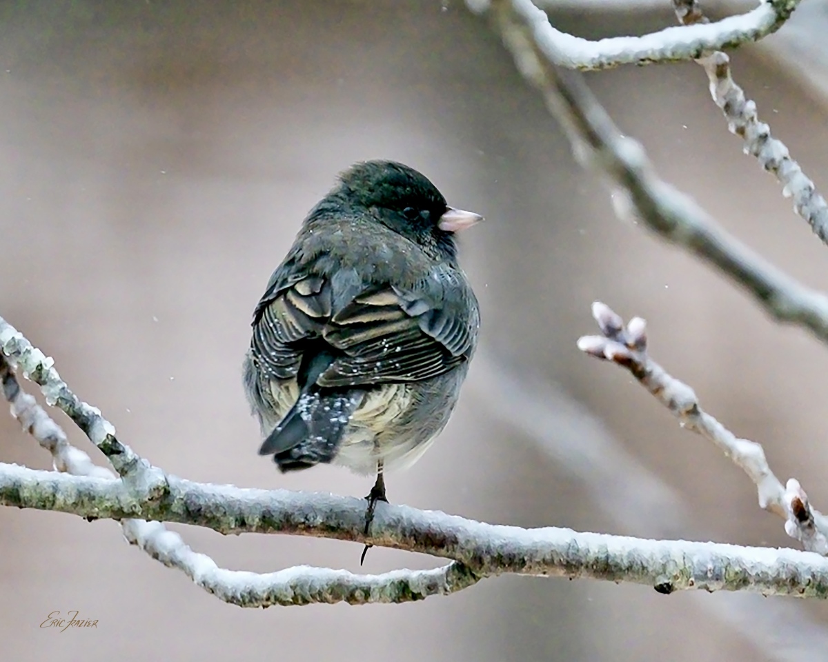 One of our winter birds, this Dark-eyed Junco, a winter mainstay in our area, perches on one leg, presumably to keep the other leg warm.