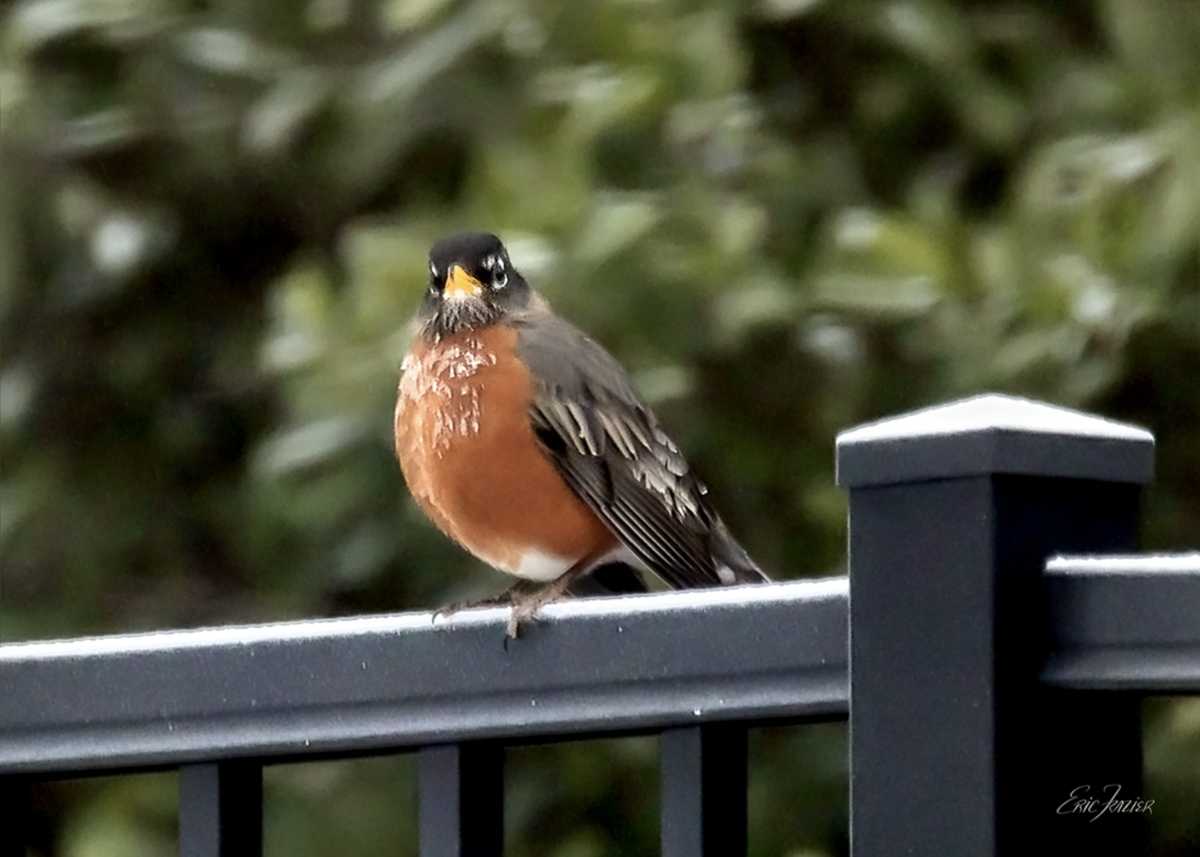 One of our winter birds, this American Robin’s red breast is covered with ice, but the bird seems unfazed.
