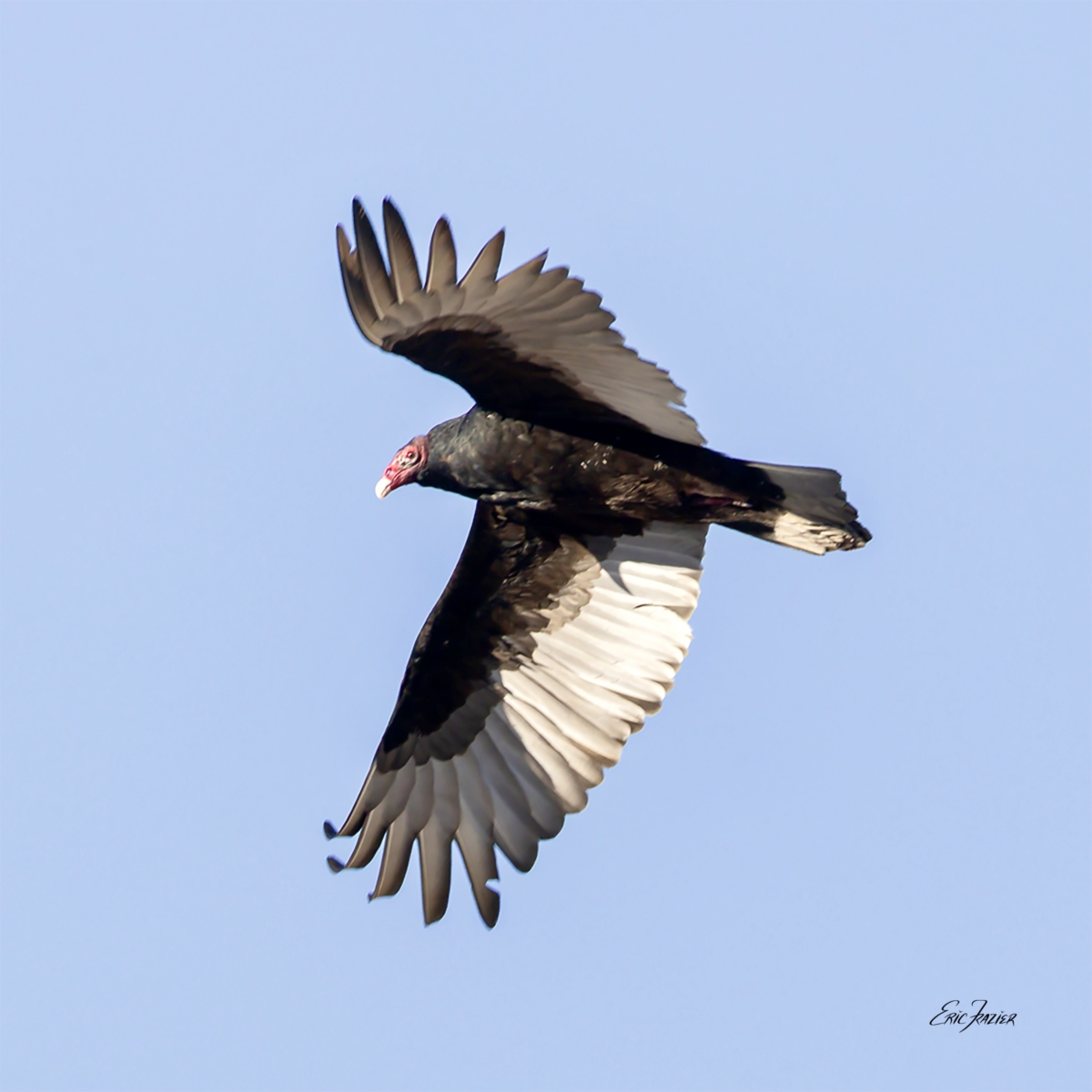 One of our winter birds, this turkey vulture circled overhead, keeping watch on the black vulture.
