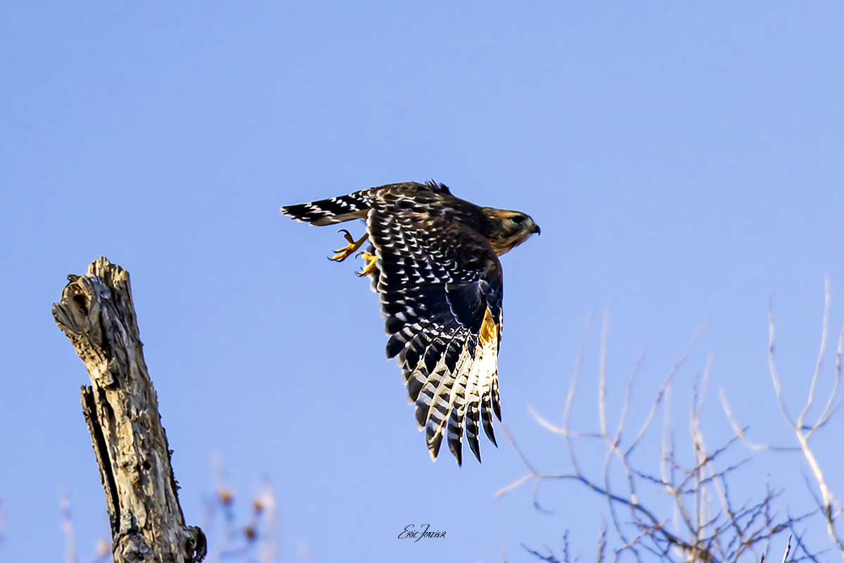 This view highlights the contrasting black tops and white undersides of a Red-shouldered Hawk’s wings. Captured February 1, 2026, by Eric F. Frazier.