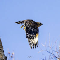 This view highlights the contrasting black tops and white undersides of a Red-shouldered Hawk’s wings. Captured February 1, 2026, by Eric F. Frazier.