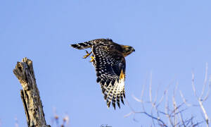 This view highlights the contrasting black tops and white undersides of a Red-shouldered Hawk’s wings. Captured February 1, 2026, by Eric F. Frazier.