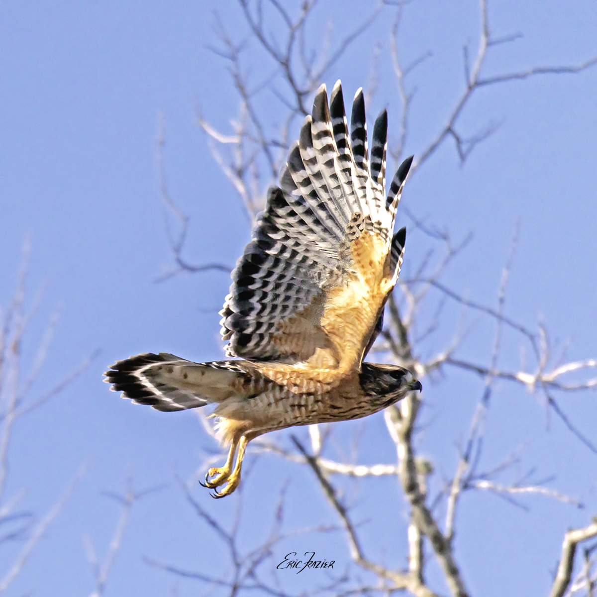 Late afternoon sun spotlights the underside of this Red-shouldered Hawk’s wing. I like how he hasn’t raised his landing gear yet in this shot. Captured February 1, 2026, by Eric F. Frazier.
