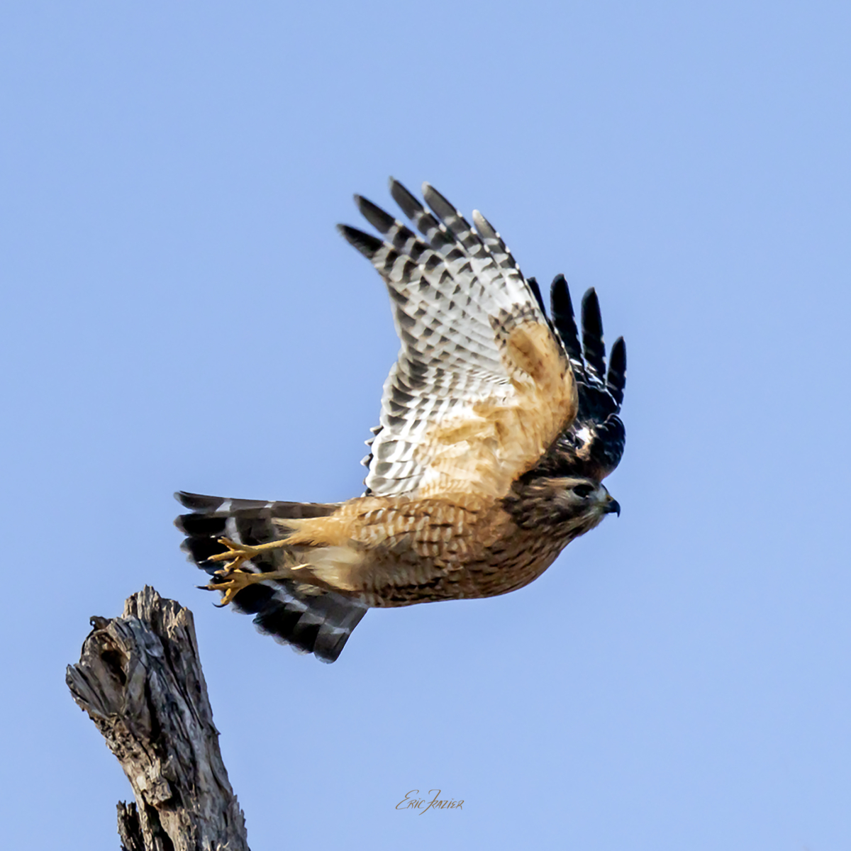 After about five minutes perched on the tree stub, the Red-shouldered Hawk launched with the wind at its back. Captured February 1, 2026, by Eric F. Frazier.