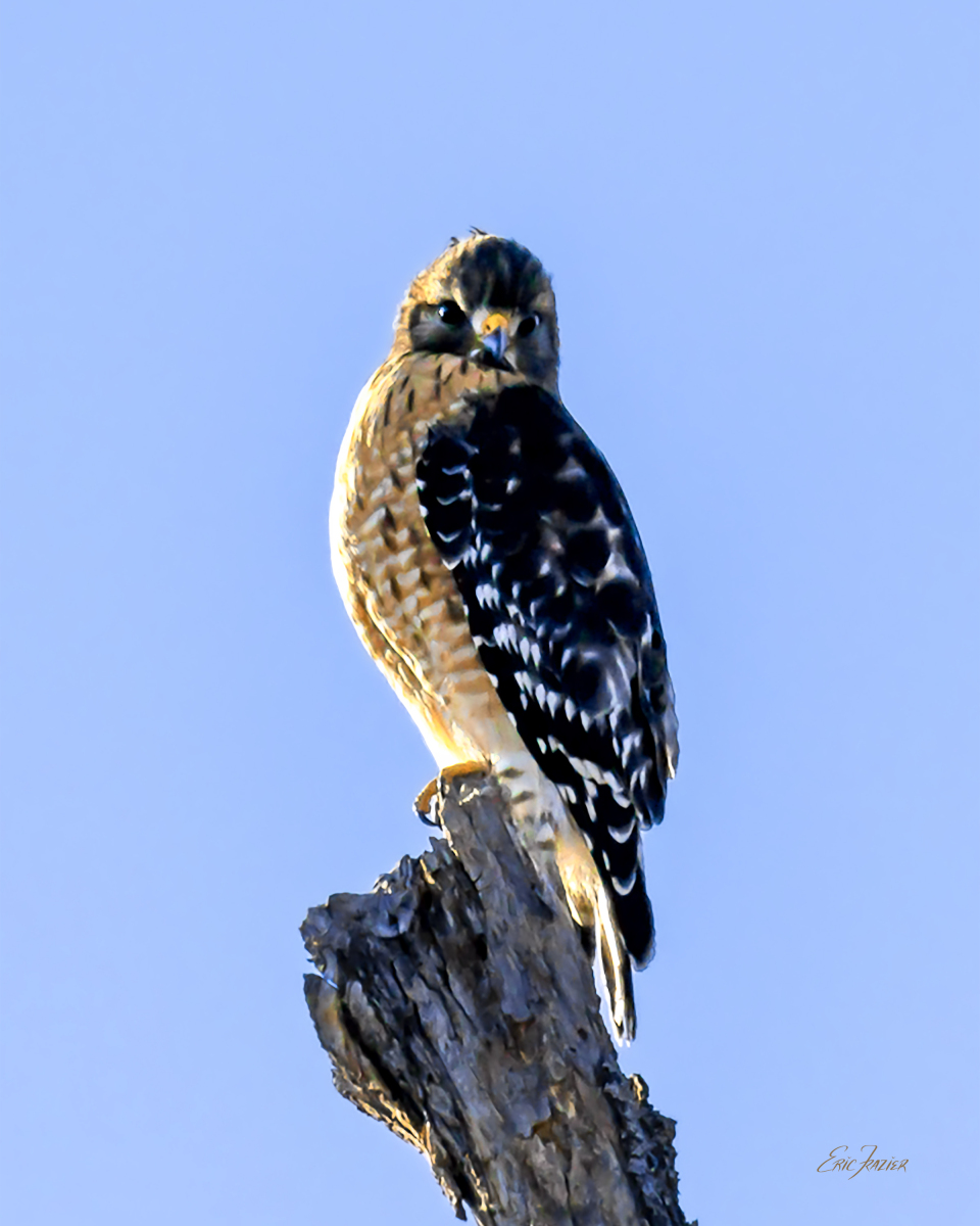 You might as well make eye contact with a Red-shouldered Hawk. You cannot hide. Their distance vision is four to five times better than a human’s. Captured February 1, 2026, by Eric F. Frazier.