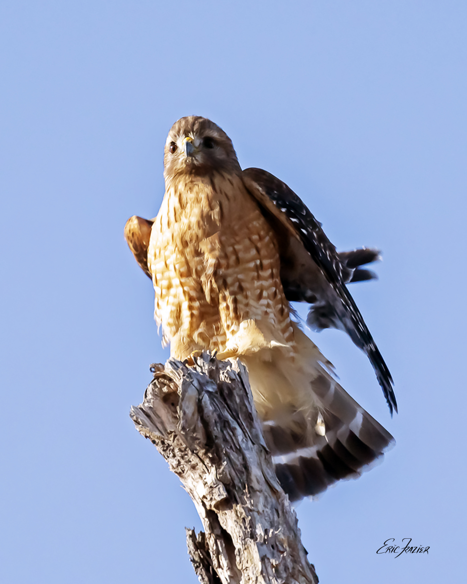 This Red-shouldered Hawk is buffeted by a windy gust while perched roughly 30 feet in the air atop the stub of a limbless dead tree. Captured February 1, 2026, by Eric F. Frazier.