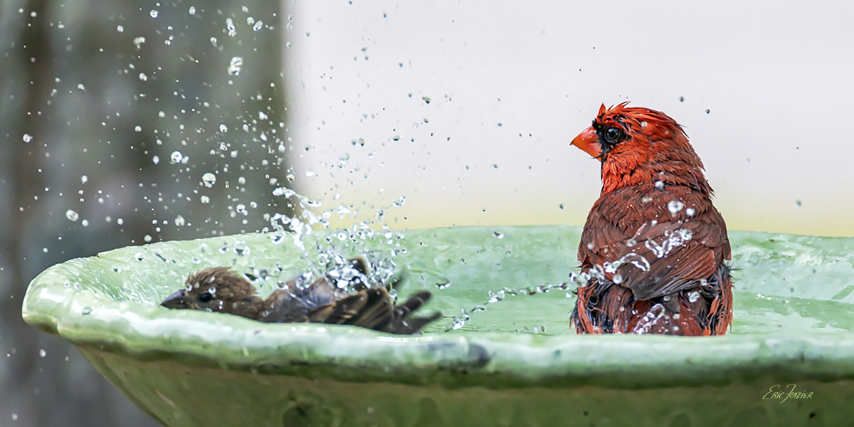 This was the first time I’ve seen a Northern Cardinal peacefully share our birdbath with another species. Captured June 4, 2026, by Eric F. Frazier.