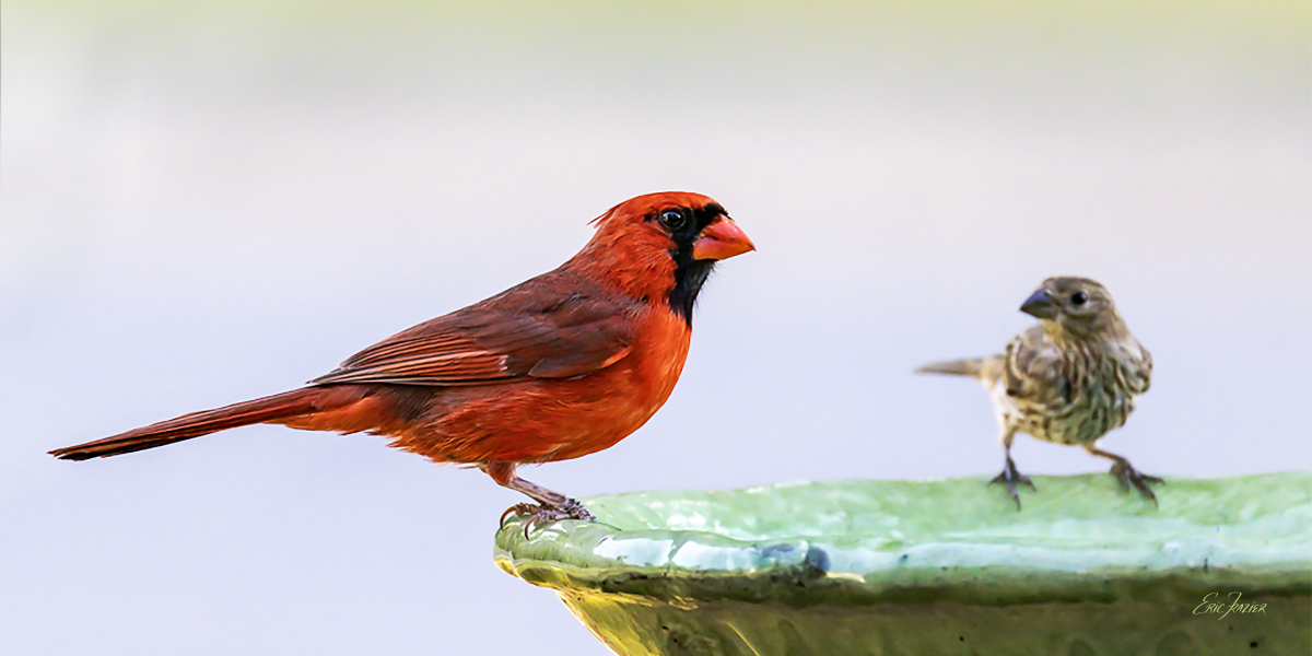 A female House Finch seems to admire this male Northern Cardinal’s fiery colors, and he doesn’t seem to mind her company. Captured June 4, 2026, by Eric F. Frazier.