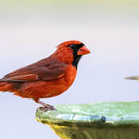 A female House Finch seems to admire this male Northern Cardinal’s fiery colors, and he doesn’t seem to mind her company. Captured June 4, 2026, by Eric F. Frazier.