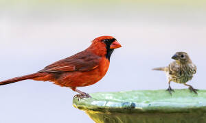 A female House Finch seems to admire this male Northern Cardinal’s fiery colors, and he doesn’t seem to mind her company. Captured June 4, 2026, by Eric F. Frazier.